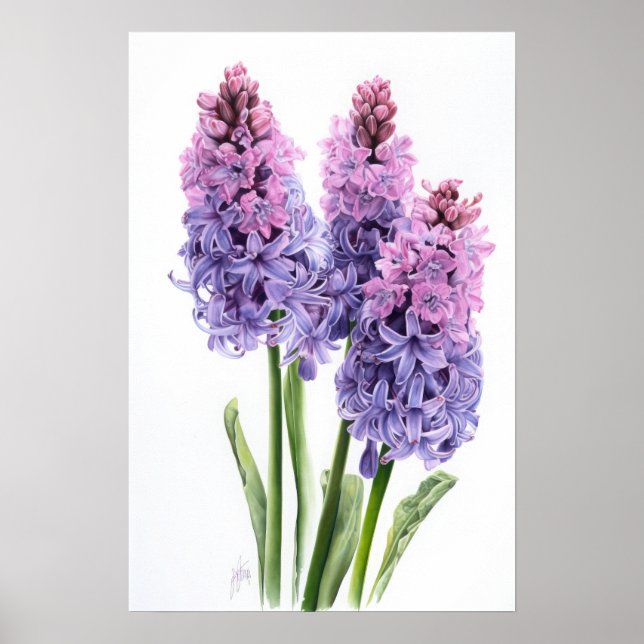 Lavender Hyacinth Flower Art Print Poster (Front)