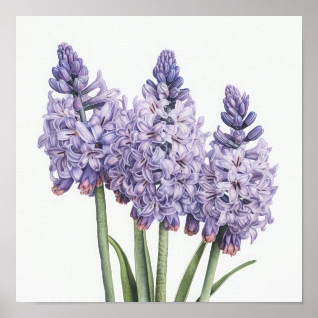 Lavender Hyacinth Flower Art Print Poster (Front)