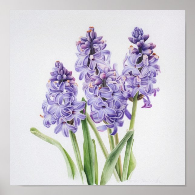 Lavender Hyacinth Flower Art Print Poster (Front)