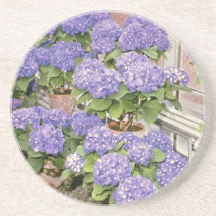 Lavender Hydrangea Macrophylla 'Enziandom' flowers Coaster