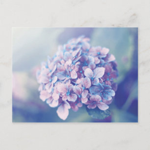 Lavender Hydrangea Postcard