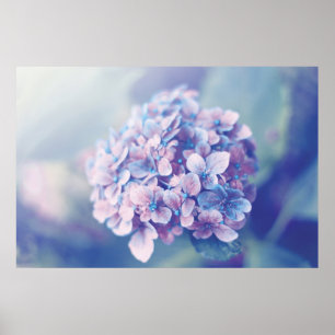 Lavender Hydrangea Poster