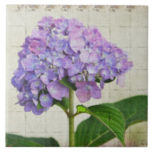 Lavender Hydrangea Tile