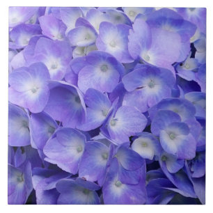 Lavender Hydrangea Tile