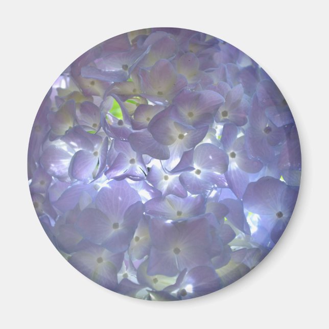 Lavender Hydrangeas Magnet (Front)