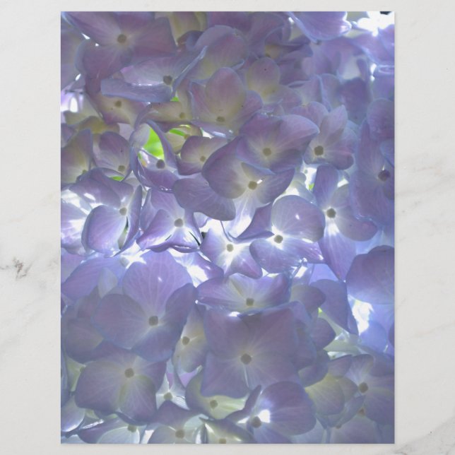 Lavender Hydrangeas purple flowers  (Front)