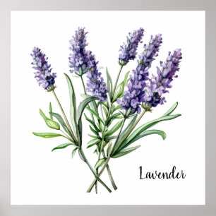 Lavender Illustration Print Botanical 
