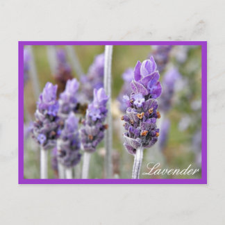 Lavender in bloom postcard