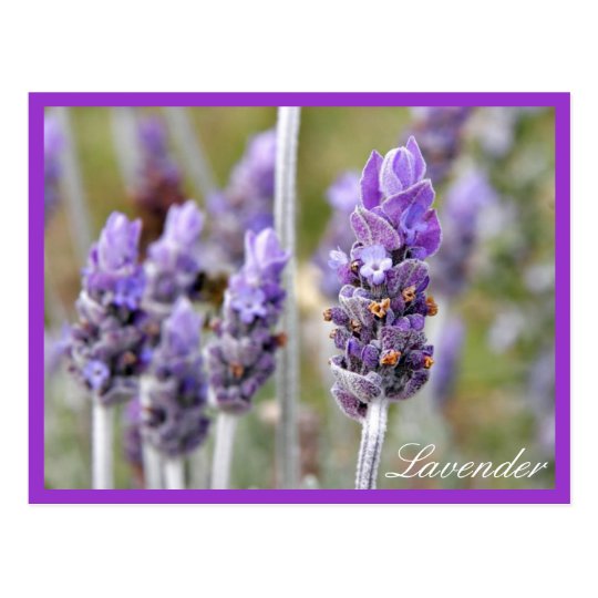 Lavender in bloom postcard