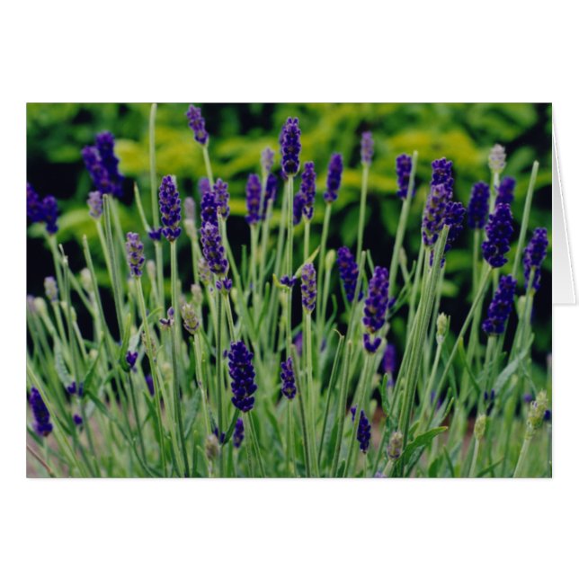 Lavender in Dublin, Ireland (Front Horizontal)