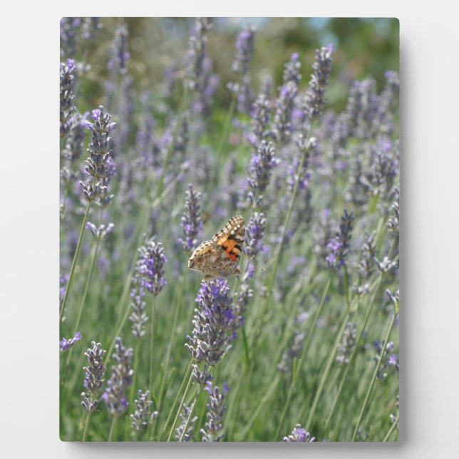 lavender in France Plaque (Front)