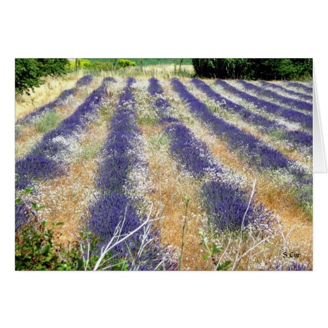 Lavender in Provence, S Cyr (Front Horizontal)