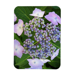 Lavender Lace Cap Hydrangea Bloom Magnet