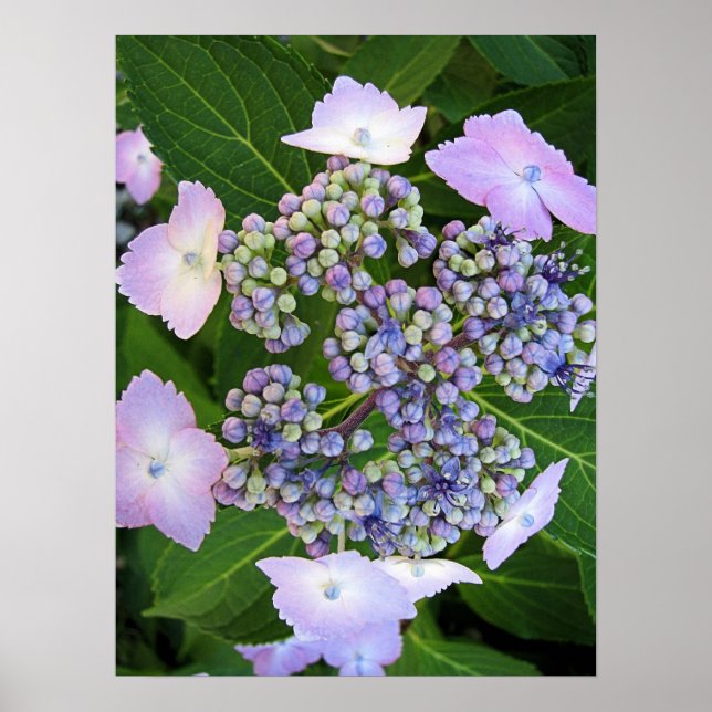 Lavender Lace Cap Hydrangea Bloom Poster (Front)