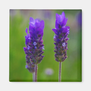 lavender magnet