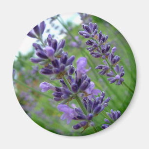 Lavender Magnet
