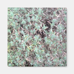 lavender magnet