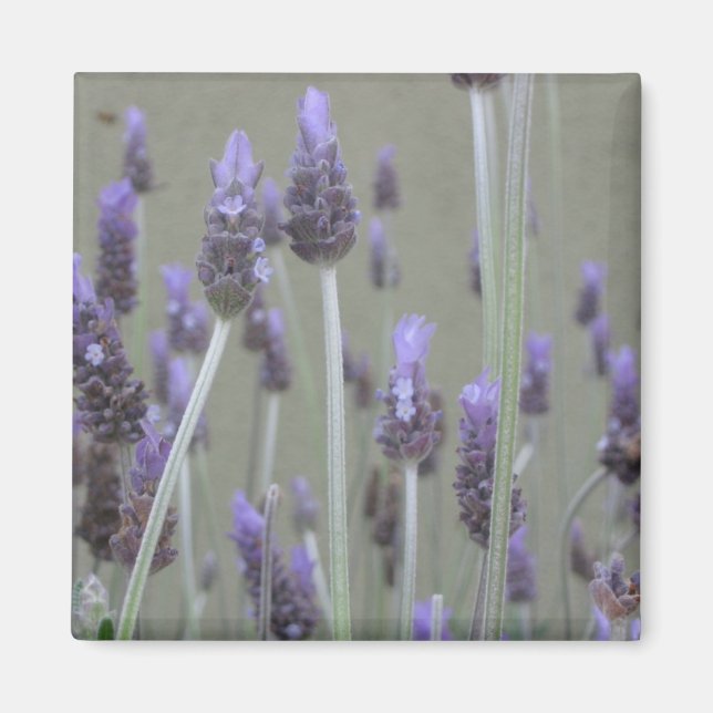 Lavender Magnet (Front)
