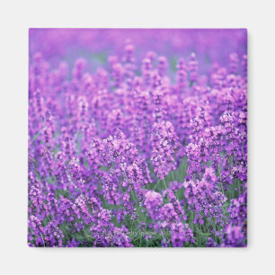 Lavender Magnet