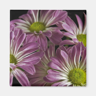 Lavender Magnet