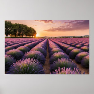 Lavender Nature Outdoors Landscape Calm Peaceful  Poster