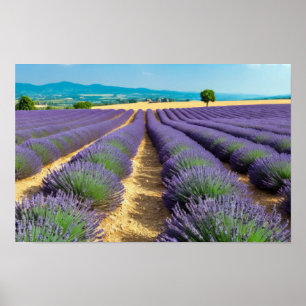 Lavender Nature Outdoors Landscape Calm Peaceful  Poster