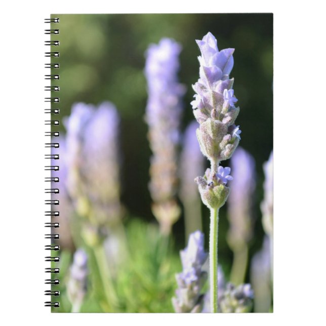 Lavender Notebook (Front)