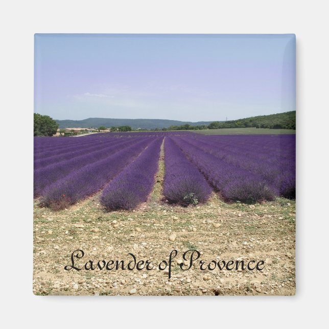 Lavender of Provence Magnet (Front)