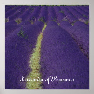 Lavender of Provence Poster