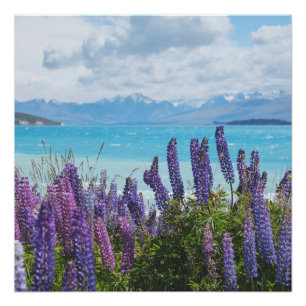 lavender on the lake shore poster