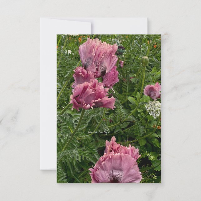 Lavender Oriental Poppies Card (Front)