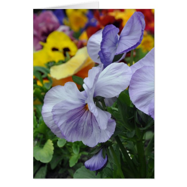 Lavender Pansies (Front)