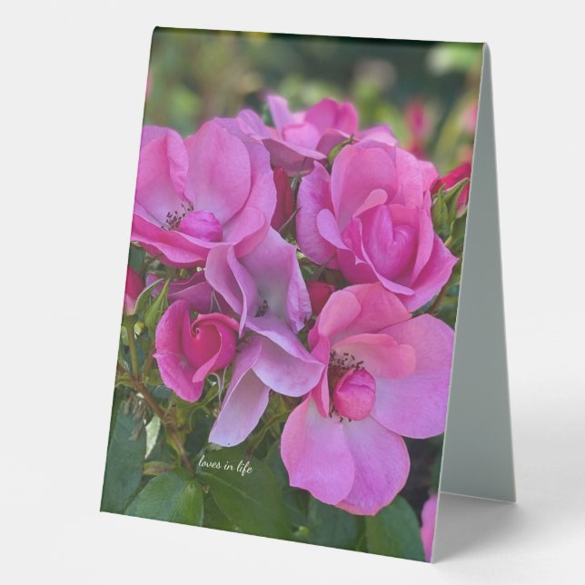  lavender Pink Rose (Front)