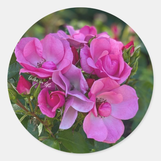 Lavender Pink Rose Classic Round Sticker (Front)