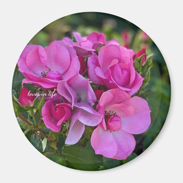  lavender Pink Rose Magnet (Front)