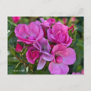 Lavender Pink Rose Postcard