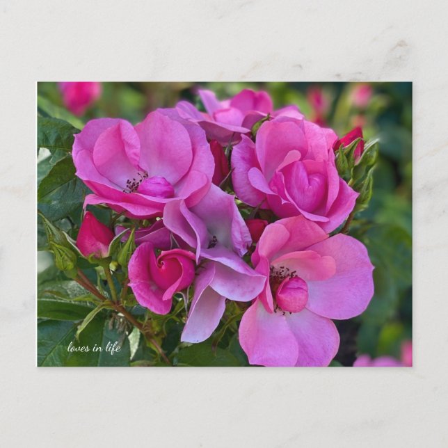 Lavender Pink Rose Postcard (Front)