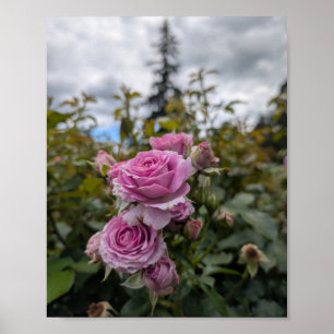 Lavender Pink Roses with Dramatic Cloudy Sky Poster