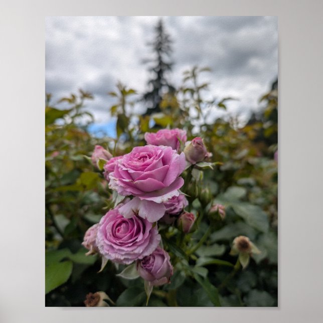 Lavender Pink Roses with Dramatic Cloudy Sky  Poster (Front)
