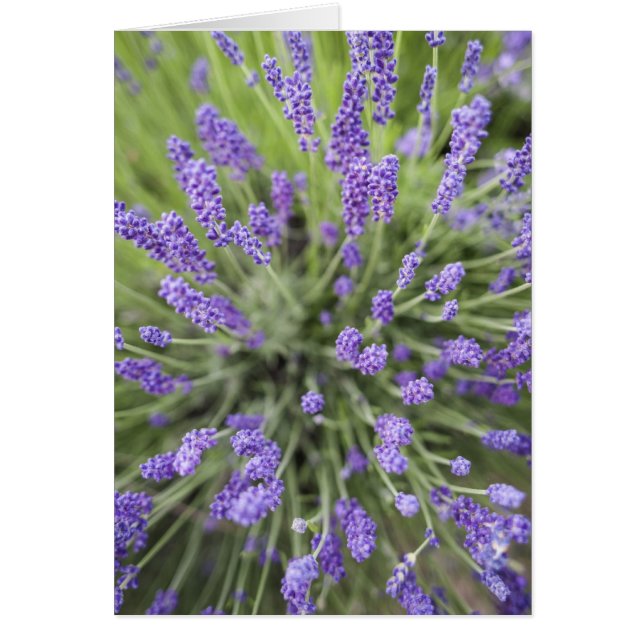 Lavender plants (Front)