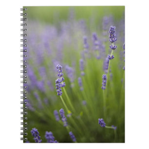 Lavender plants 2 notebook