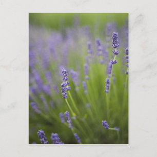 Lavender plants 2 postcard