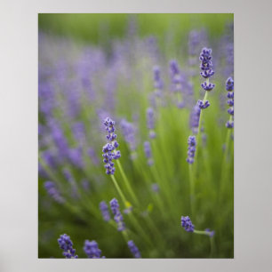 Lavender plants 2 poster