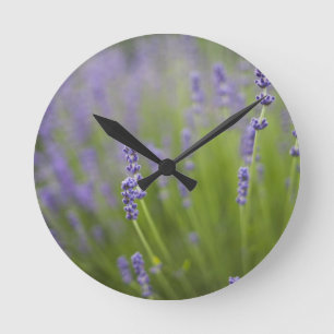 Lavender plants 2 round clock