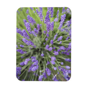 Lavender plants magnet
