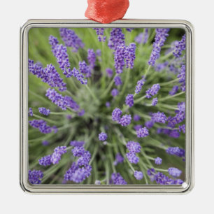 Lavender plants metal tree decoration