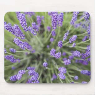 Lavender plants mouse mat