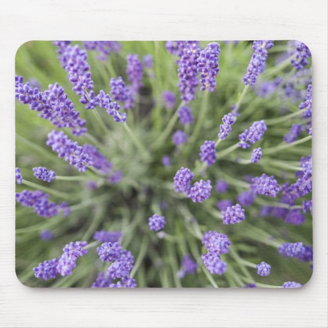 Lavender plants mouse mat (Front)