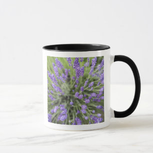 Lavender plants mug