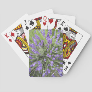 Lavender plants playing cards
